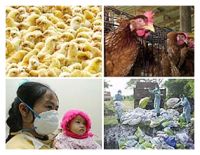 <p>Vietnam has come under the dark wings of bird flu once again after 2005, as the fatal virus has taken the life of a 20 year old Vietnamese man, bringing the death toll to 43.</p>
